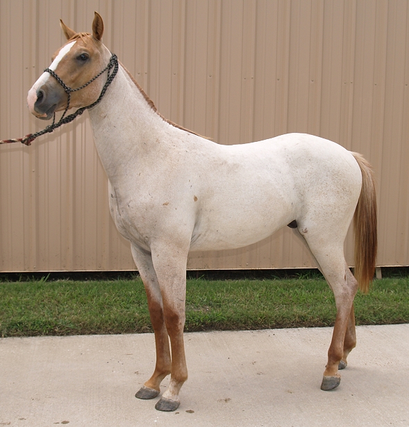 Witt's End Ranch Registered Paint Horses